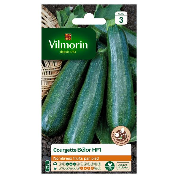 Potagères - Courgette Bélor HF1 - Graines d'Exception - face recto